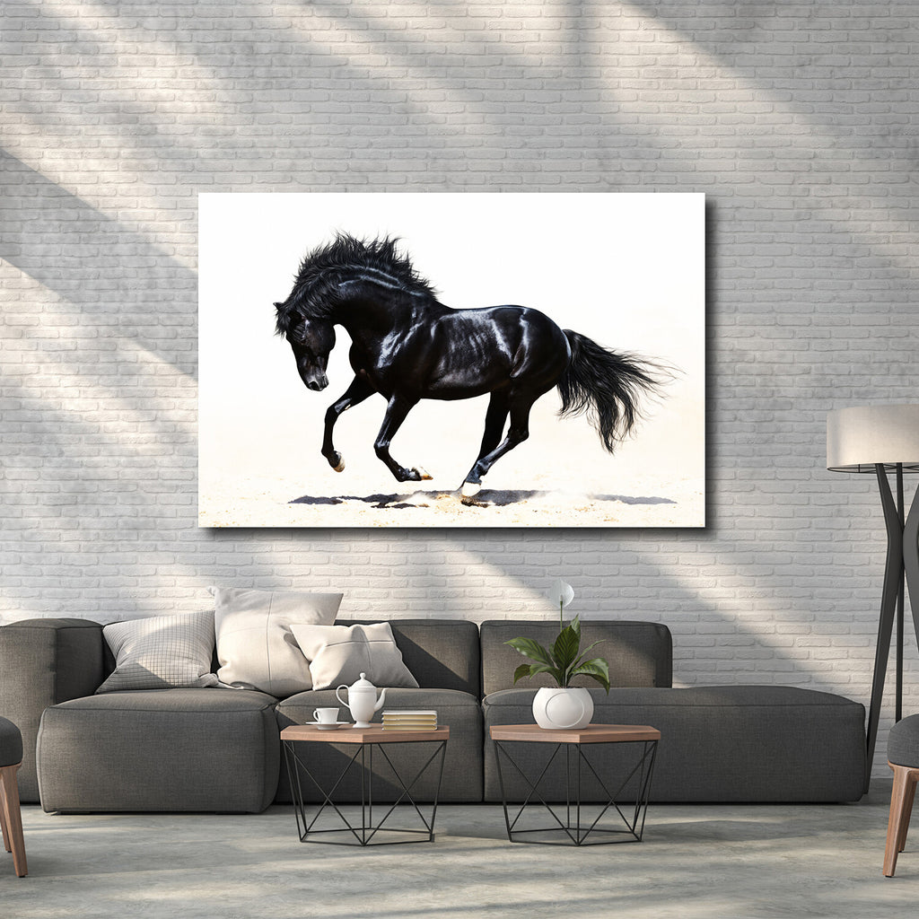 Black Stallion