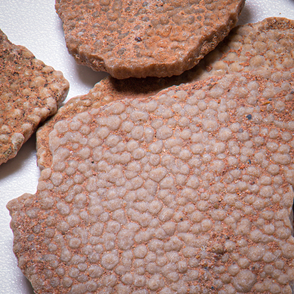 Dinosaur Eggshell
