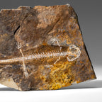 Genuine Liaoxitriton Fossil Plate // V.1