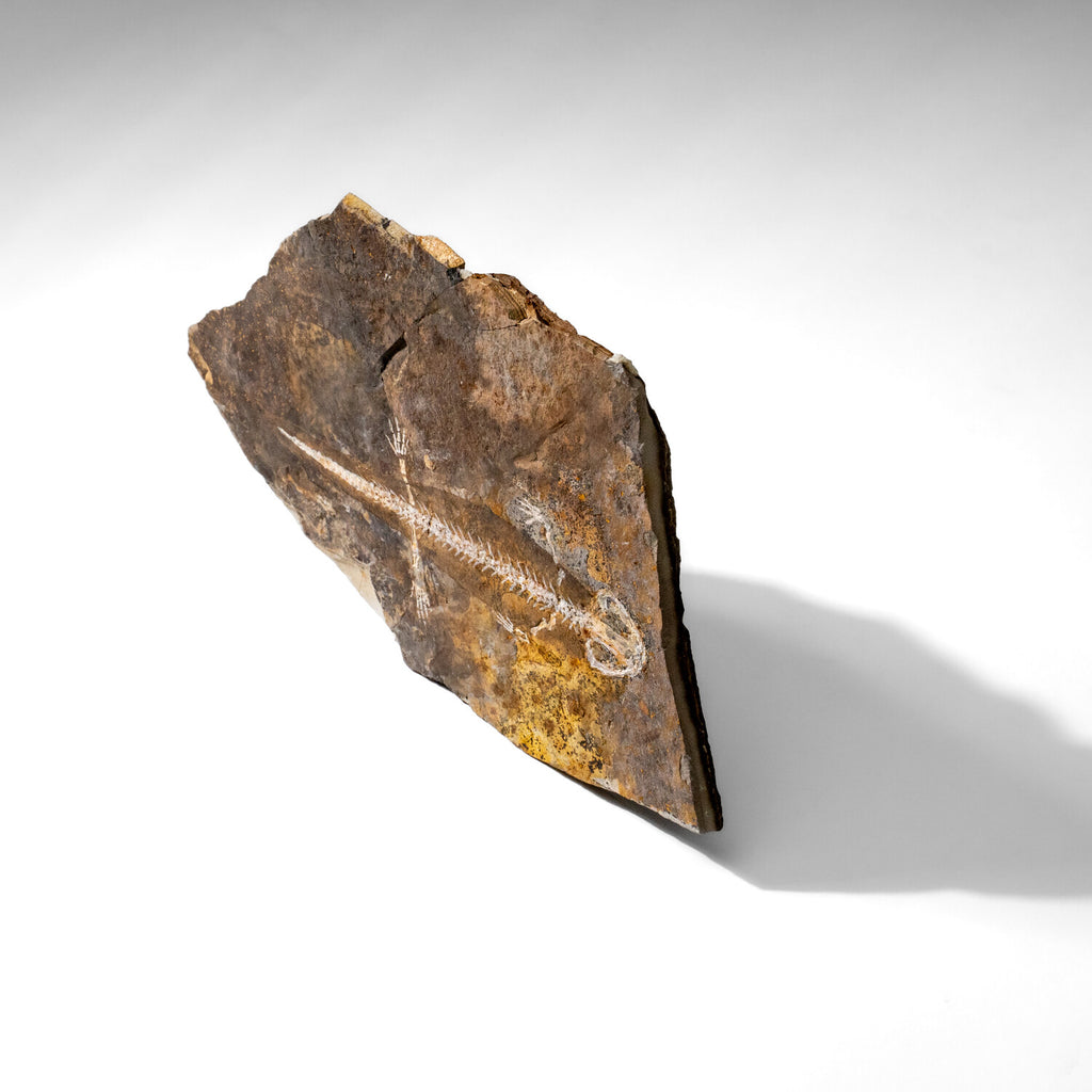 Genuine Liaoxitriton Fossil Plate // V.1