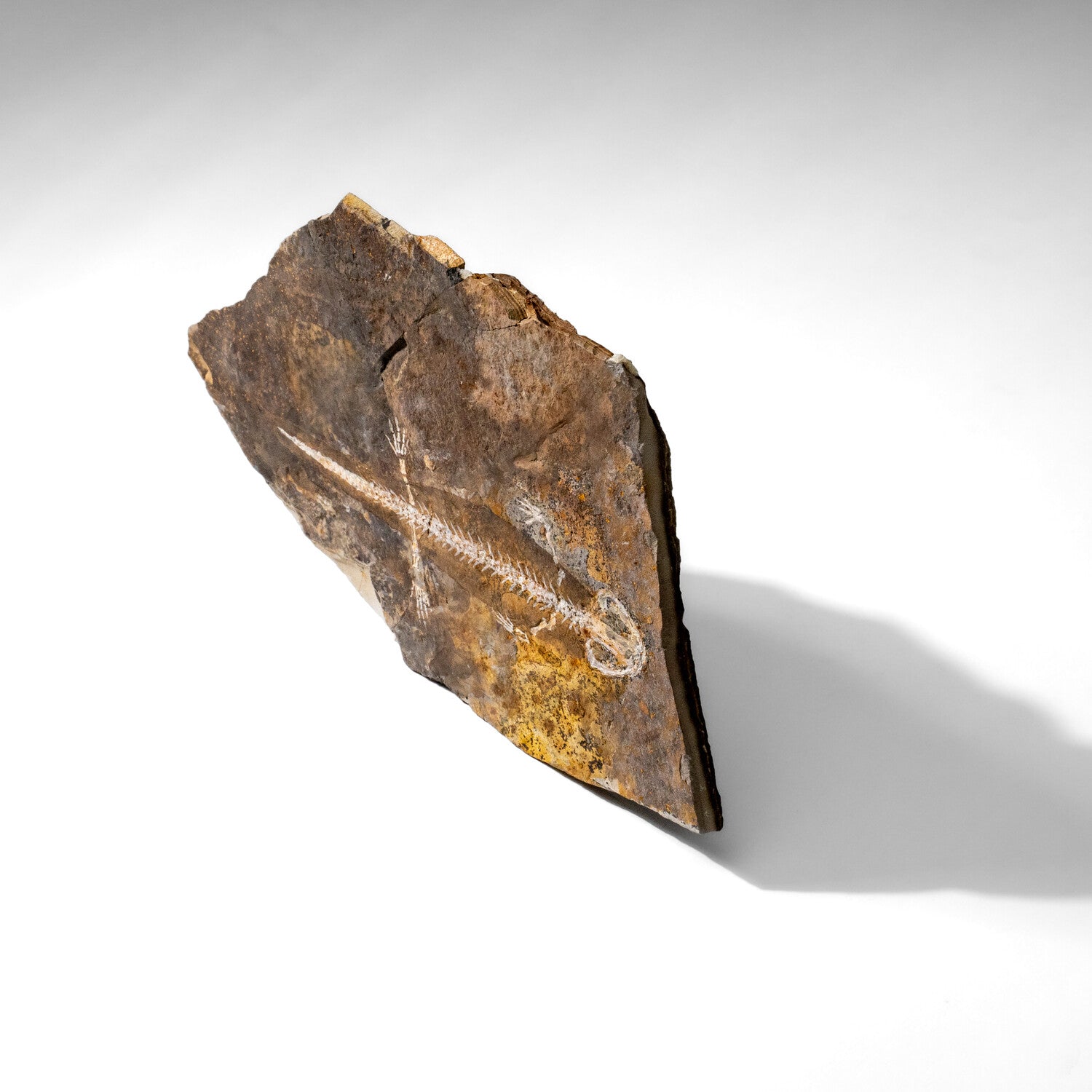 Genuine Liaoxitriton Fossil Plate // V.1