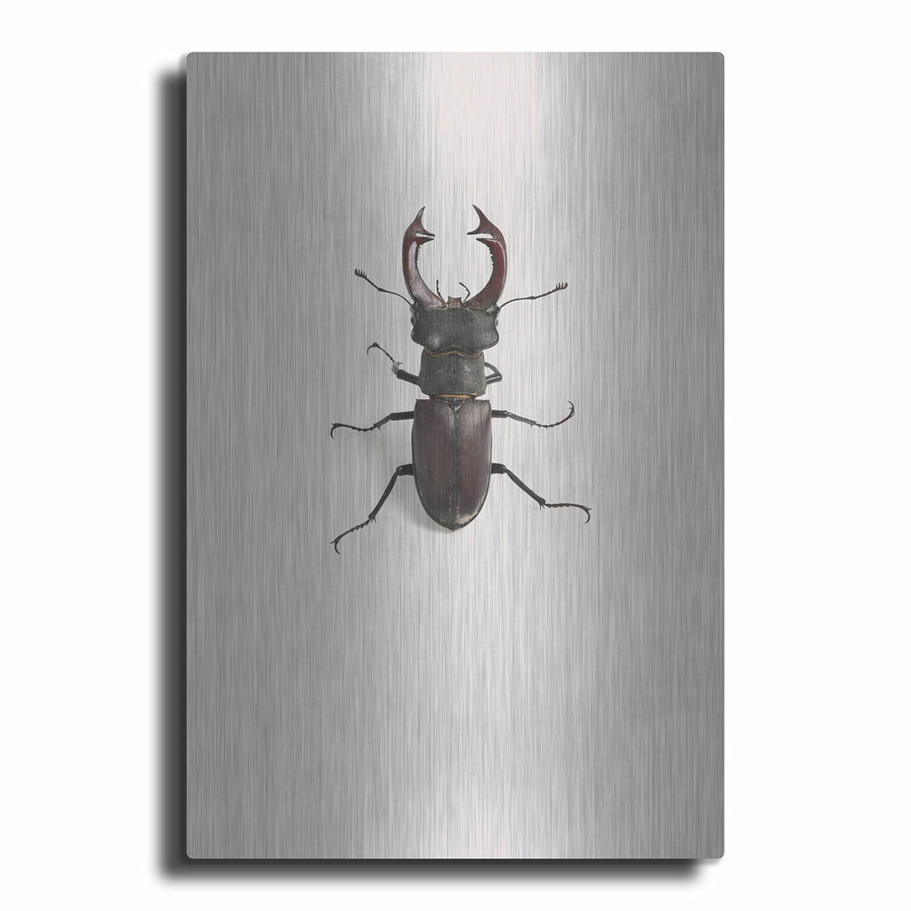 Lucanus Cervus