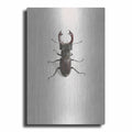 Lucanus Cervus
