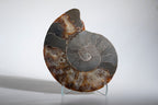 Calcified Ammonite Halve From Madagascar (.5 lbs)