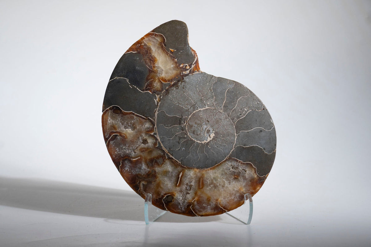 Calcified Ammonite Halve From Madagascar (.5 lbs)
