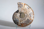 Calcified Ammonite Halve From Madagascar (.5 lbs)