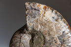 Calcified Ammonite Halve From Madagascar (.5 lbs)