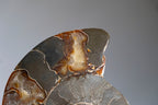 Calcified Ammonite Halve From Madagascar (.5 lbs)