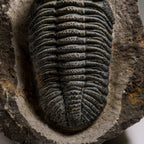 Genuine Drotops Megalomanicus Trilobite On Matrix // 3.3 Lbs.