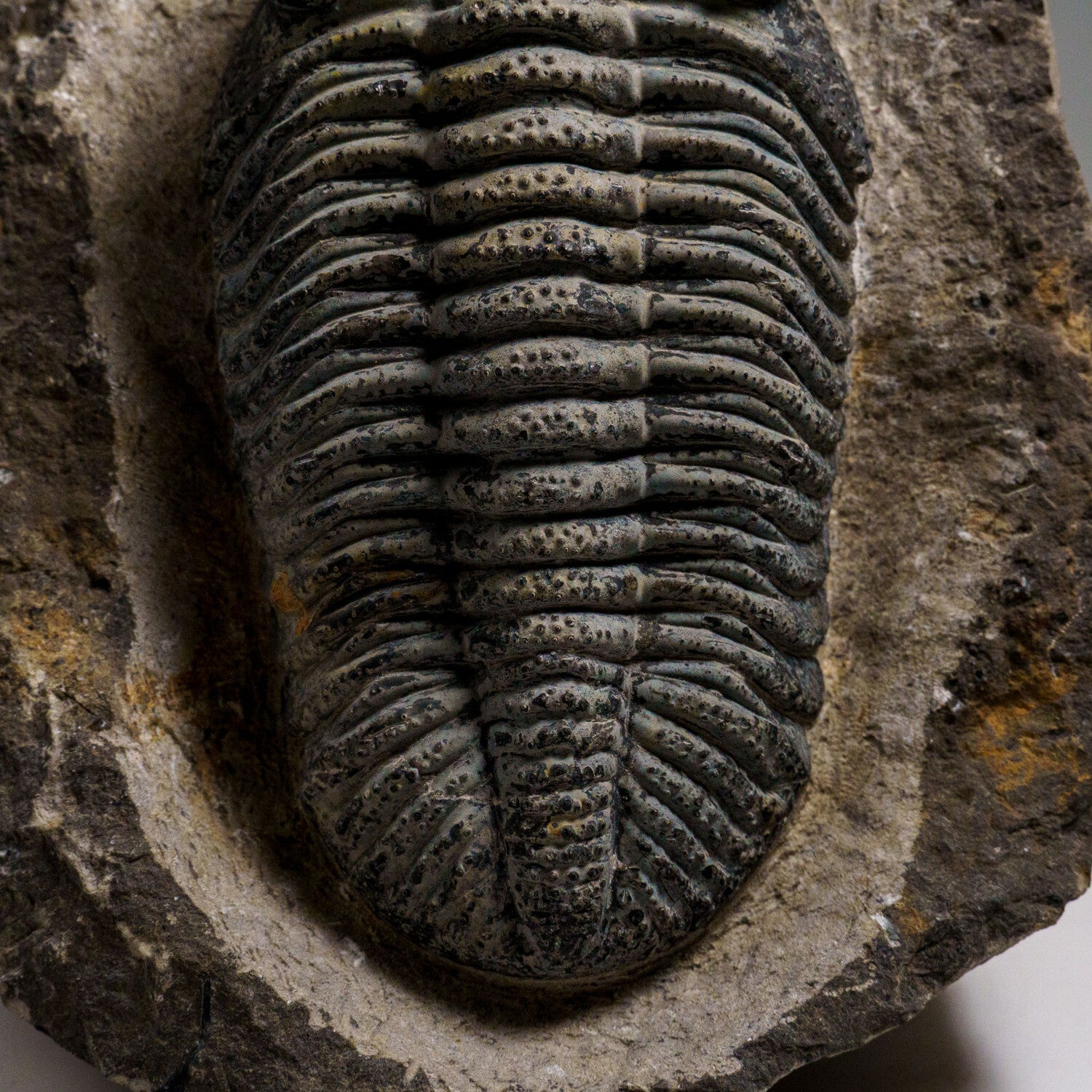 Genuine Drotops Megalomanicus Trilobite On Matrix // 3.3 Lbs.