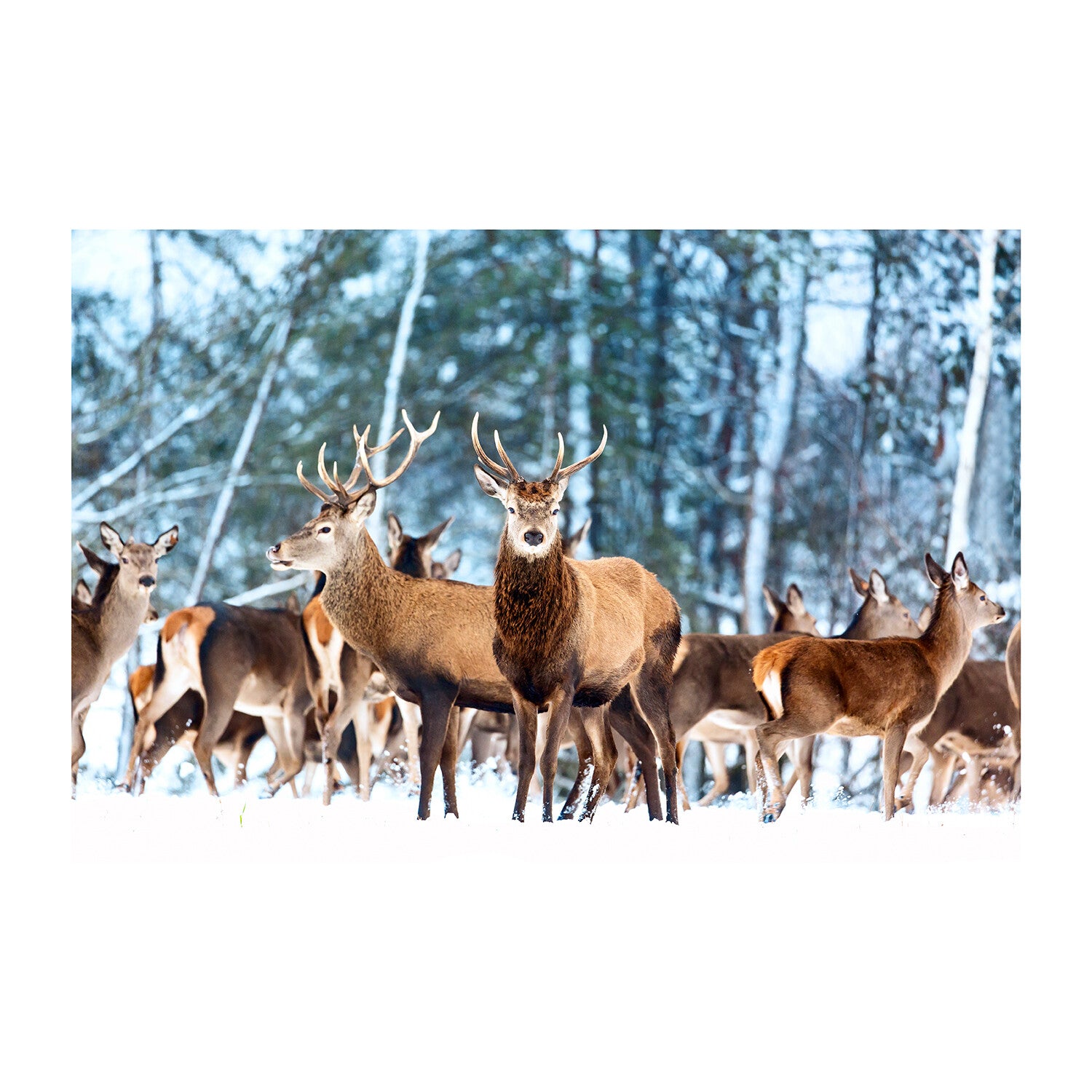 Mesmerized Deers