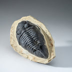 Genuine Single Metacanthina Issoumourensis Trilobite Fossil In Matrix // Large