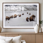 Bison Herd Wall Art Canvas Print, Framed Western Wildlife Decor, Snowy Mountain Valley