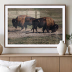 Bison Wall Art Canvas Print, Framed Western Wildlife Modern Ranch