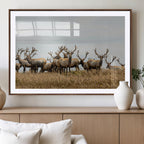 Elk Herd Wall Art Canvas Print, Framed Wildlife Photography Art, Majestic Antlers Rustic Wildlife Decor