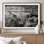 Cow Focus Canvas Wall Art Print