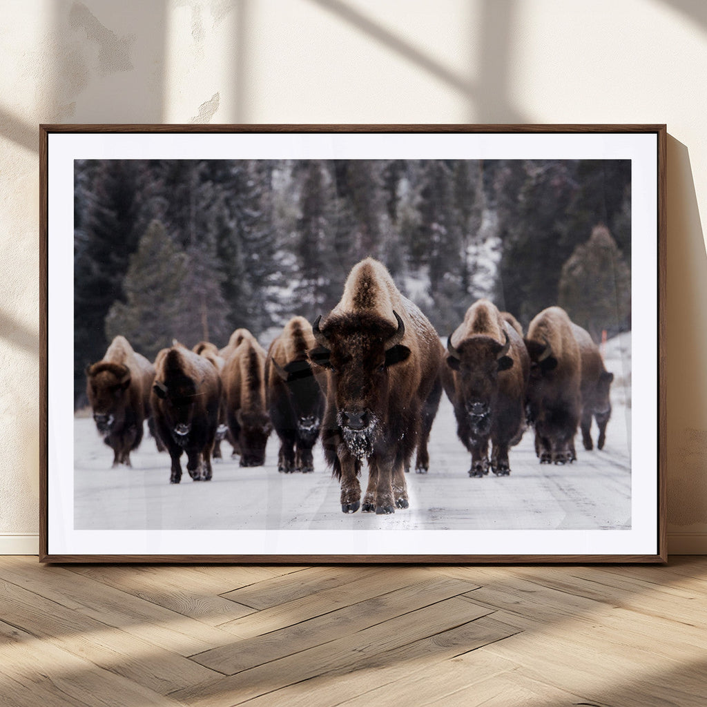 Bison Wall Art Canvas Print, Bison Herd Canvas Wall Art