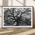 Ancient Oak Wall Art Canvas Print | Gnarled Tree with Twisted Branches