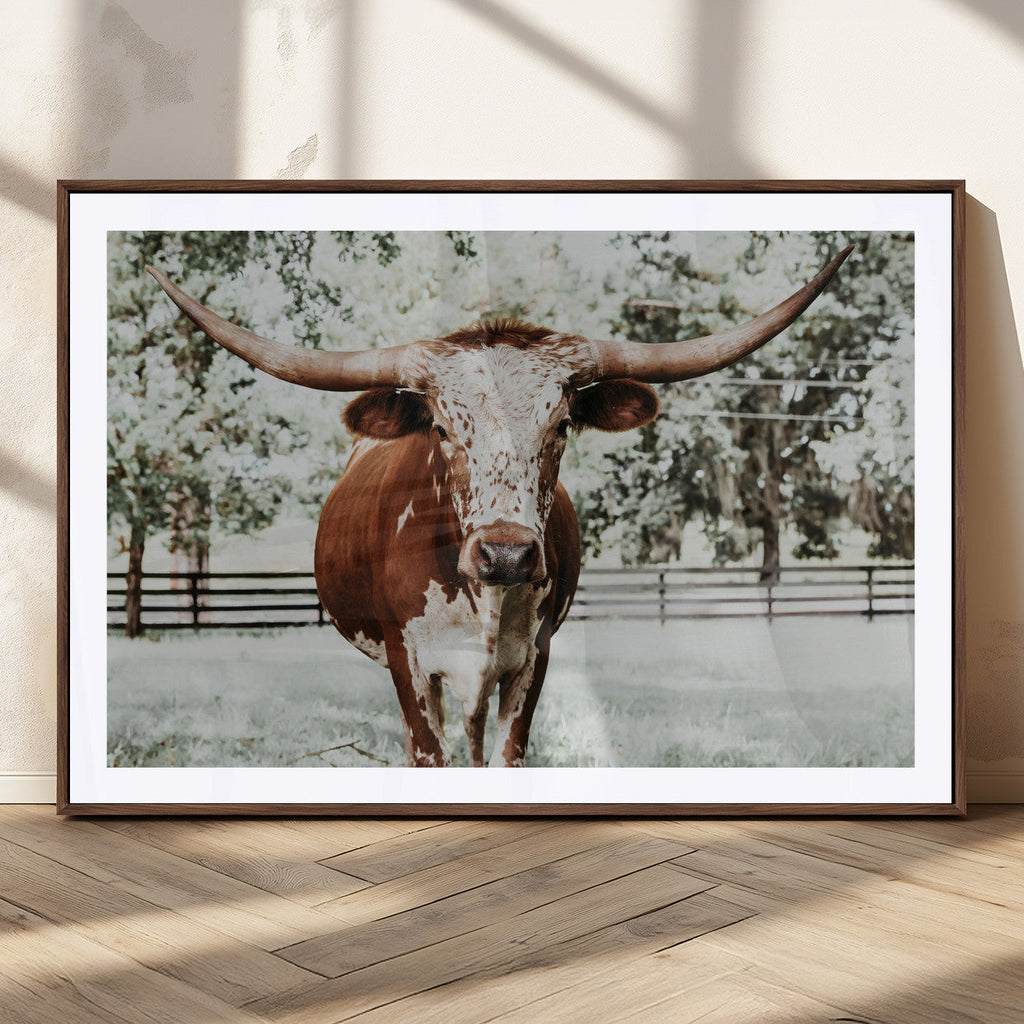 Texas Longhorn Wall Art Canvas Print | Framed Spotted Brown and White Bull