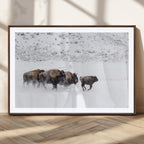 Bison Herd Wall Art Canvas Print, Framed Snowy Bison Scene, Winter Wildlife Decor