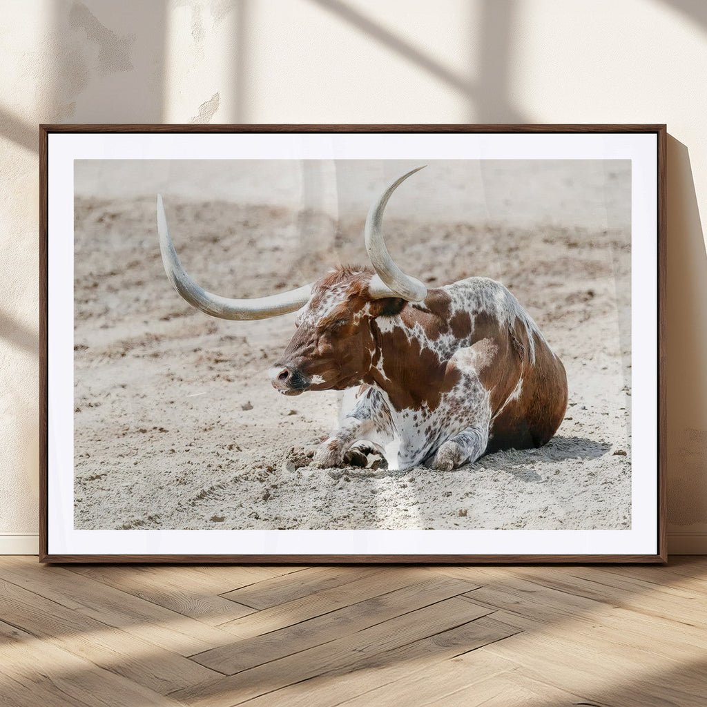 Majestic Longhorn Wall Art Canvas Print, Resting on Sunlit Desert Ground