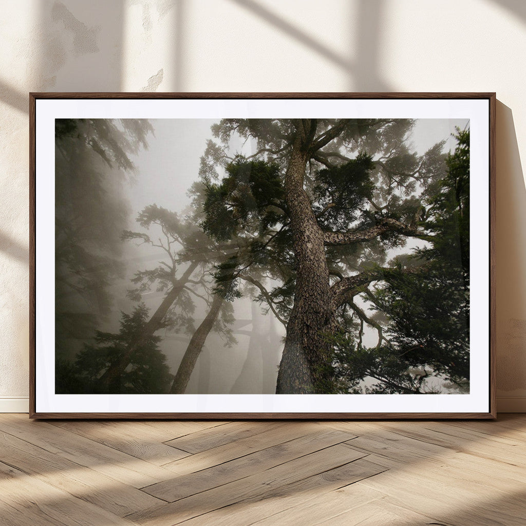 Misty Forest Wall Art Canvas Print, Framed Tall Trees in Foggy Atmosphere