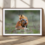 Heartwarming Fox and Baby Cub Wall Art | Canvas Print of Foxes in Nature