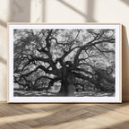 Ancient Oak Wall Art Canvas Print | Gnarled Tree with Twisted Branches