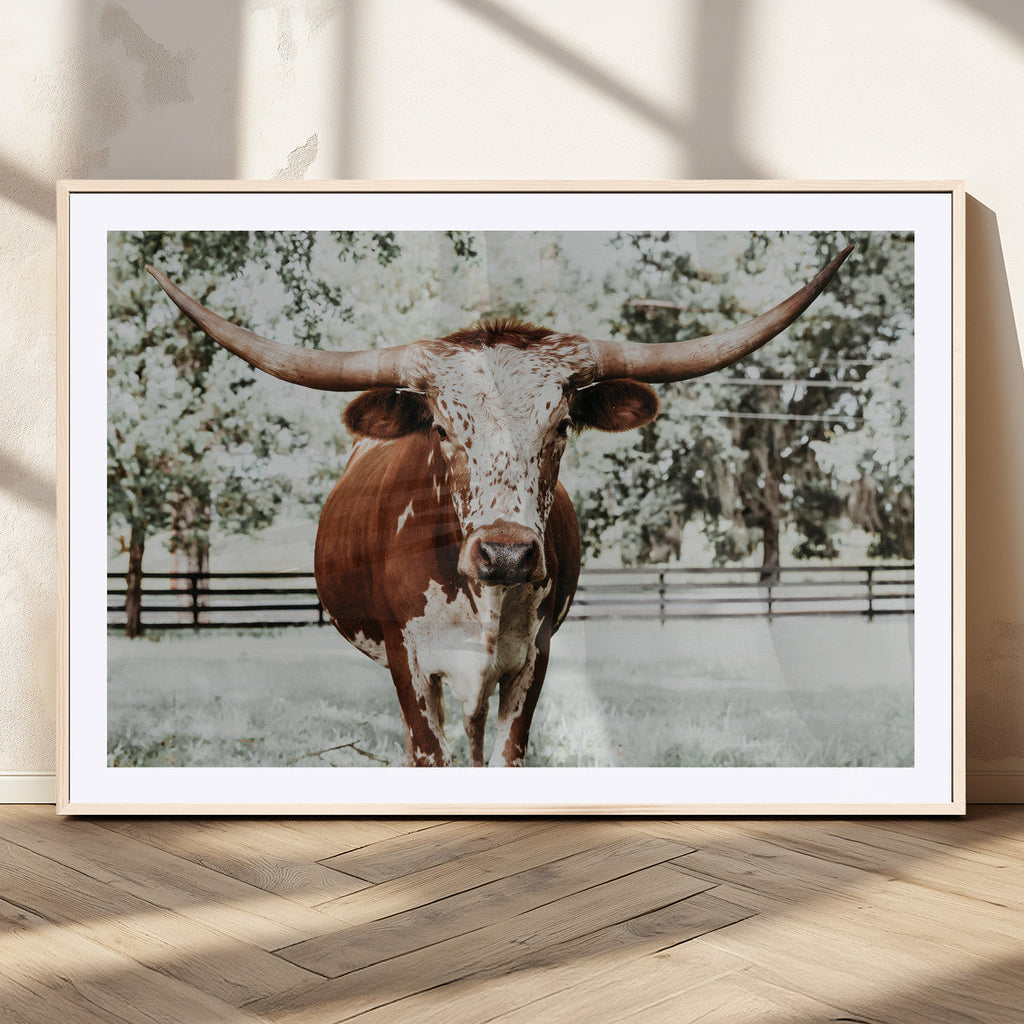 Texas Longhorn Wall Art Canvas Print | Framed Spotted Brown and White Bull