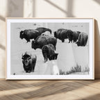 Buffalo Herd Wall Art Canvas Print, Framed Black and White Snowy Landscape