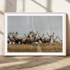 Elk Herd Wall Art Canvas Print, Framed Wildlife Photography Art, Majestic Antlers Rustic Wildlife Decor