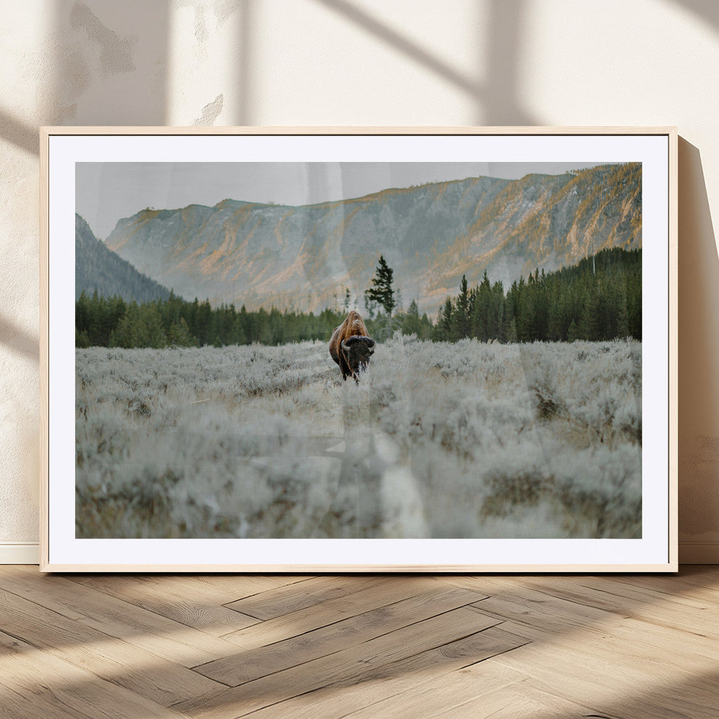 Wild Bison Wall Art Canvas Print, Majestic Mountain Pines and Misty Wilderness