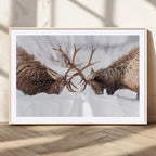 Dramatic Elk Antler Battle Wall Art Canvas Print, Snowy Wildlife Scene