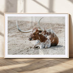 Majestic Longhorn Wall Art Canvas Print, Resting on Sunlit Desert Ground