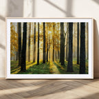 Sunlit Forest Wall Art Canvas Print, Large Framed Woodland Scene with Golden Light
