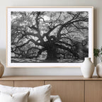 Ancient Oak Wall Art Canvas Print | Gnarled Tree with Twisted Branches