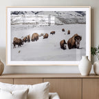 Bison Herd Wall Art Canvas Print, Framed Western Wildlife Decor, Snowy Mountain Valley
