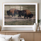 Bison Wall Art Canvas Print, Framed Western Wildlife Modern Ranch