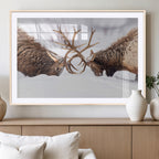 Dramatic Elk Antler Battle Wall Art Canvas Print, Snowy Wildlife Scene