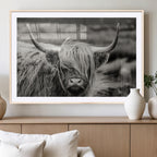 Cow Focus Canvas Wall Art Print