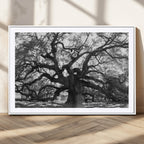 Ancient Oak Wall Art Canvas Print | Gnarled Tree with Twisted Branches