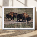Bison Wall Art Canvas Print, Framed Western Wildlife Modern Ranch