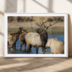 Wild Elk Wall Art Canvas Print, Framed Neutral Wildlife Scene