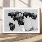 Buffalo Herd Wall Art Canvas Print, Framed Black and White Snowy Landscape