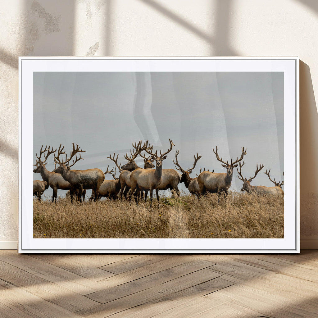 Elk Herd Wall Art Canvas Print, Framed Wildlife Photography Art, Majestic Antlers Rustic Wildlife Decor