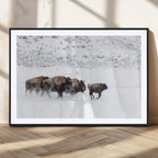 Bison Herd Wall Art Canvas Print, Framed Snowy Bison Scene, Winter Wildlife Decor