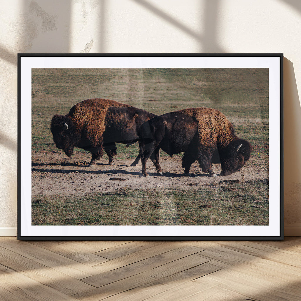 Bison Wall Art Canvas Print, Framed Western Wildlife Modern Ranch