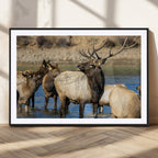 Wild Elk Wall Art Canvas Print, Framed Neutral Wildlife Scene