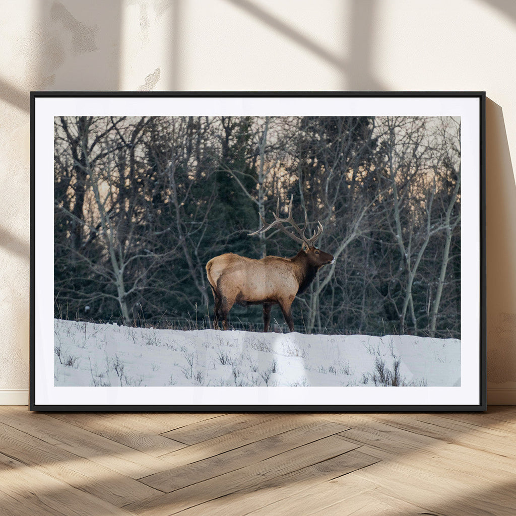Wild Elk Wall Art Canvas Print, Framed Winter Wildlife in a Snowy Forest