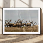 Elk Herd Wall Art Canvas Print, Framed Wildlife Photography Art, Majestic Antlers Rustic Wildlife Decor
